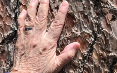 The ancient red wood shares its #wisdom and #knowledge with me. #sequoianationalpark