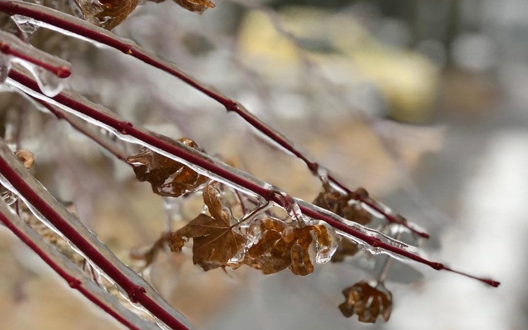 The beauty of freezing #rain. Be careful out there. #winter