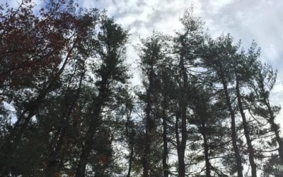 #ancient trees #motherearth I’m #grateful. #ancient trees #motherearth I’m #grateful. Sometimes I can’t believe I get to do this every day for no other reason other than just being.