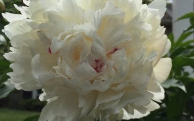 My favorite peony – Festiva Maxima! A Great-Grandmother Strain. Founder of many lovely lines of beauties. Fragrance heady and inspiring.