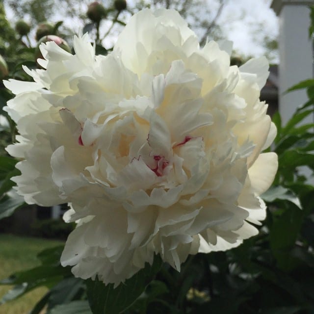 My favorite peony – Festiva Maxima! A Great-Grandmother Strain. Founder of many lovely lines of beauties. Fragrance heady and inspiring.