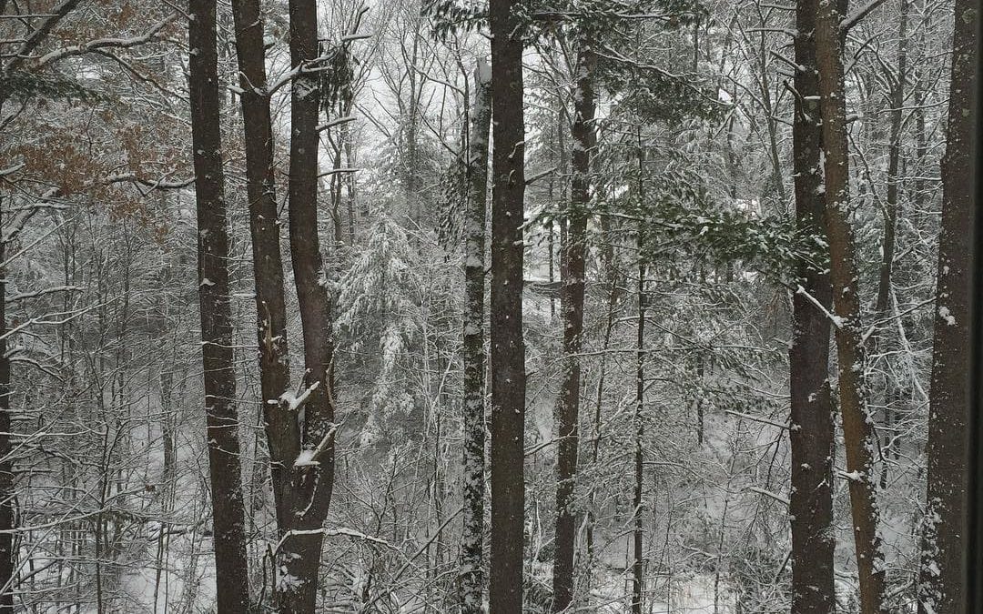 As a #healer, I love living in the #woods, especially on #snowy days.