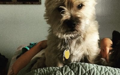 Kirby & Milo helped with #reflexology session @ #HealingPlaceMed #therapydogs #servicedogs