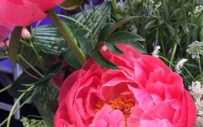 Beautiful #peony. #HealingPlaceMed #flowers