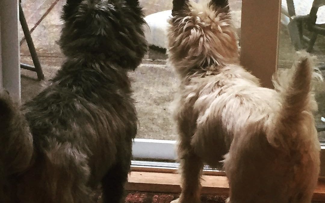 #Chipmunk alert. Milo and kirby, #cairnterriers #cairns #healingplacemed #cairnlove #cairnterrier