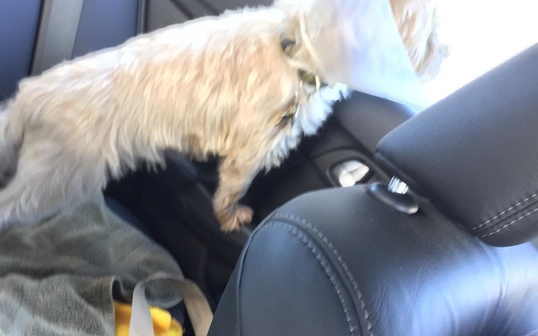 Going on #vacation is so exciting. Kirby is trying to figure out where he is going. #cairnterrier #terrier