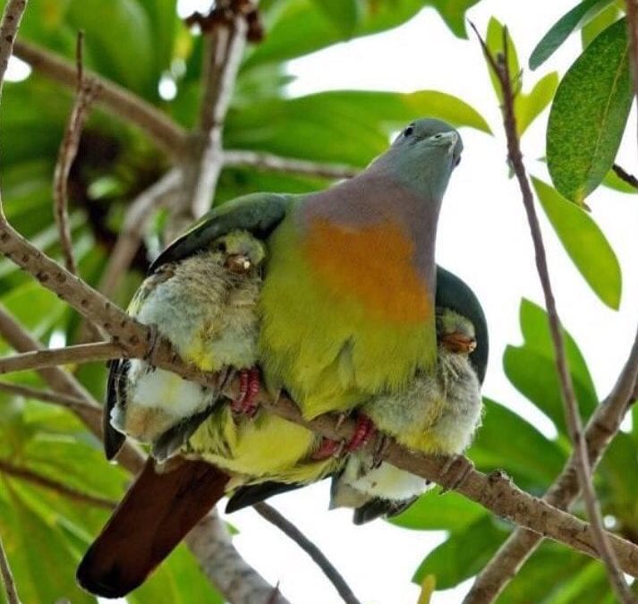 I love how this #mamabird is protecting her #babies