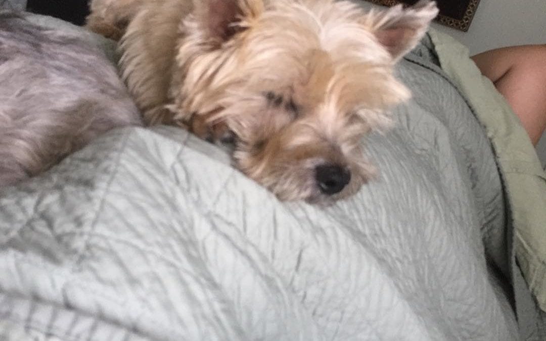 Look of #contentment #kirby #cairn #terrier