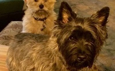 Kirby and Milo striking a #pose #cairns #terrier #dog