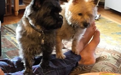 What are we eating for #breakfast? #terrier #cairnterrier