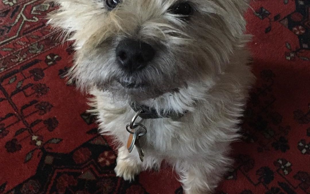 Kirby is trying to #Jedi #mind trick me into giving him his #dinner really early. #cairnterrier #terrier