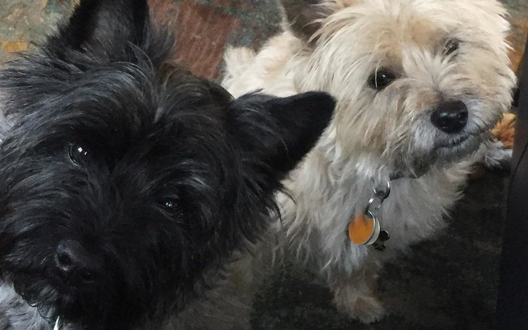 Waiting for their #banana #breakfast #cairnterrier #terrier #milo and #kirby