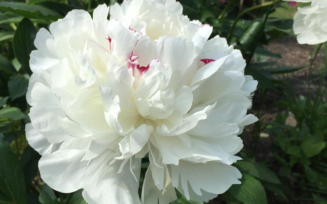 My very favorite #Peony flower – Festiva Maxima! A Great-Grandmother Strain. Founder of many lovely lines of beauties. Fragrance heady and inspiring. #springflowers