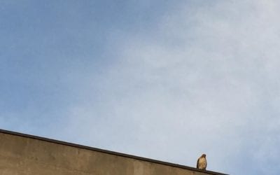 Today a #redtailedhawk was watching me. This is a sign of #good things to come and change is imminent.