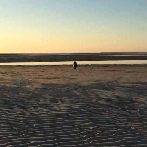 Running of the wild #cairns #terriers