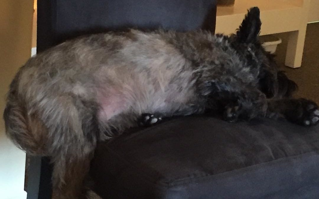 Milo after a hard day at work #healingplacemedfield #cairnterrier #terrier