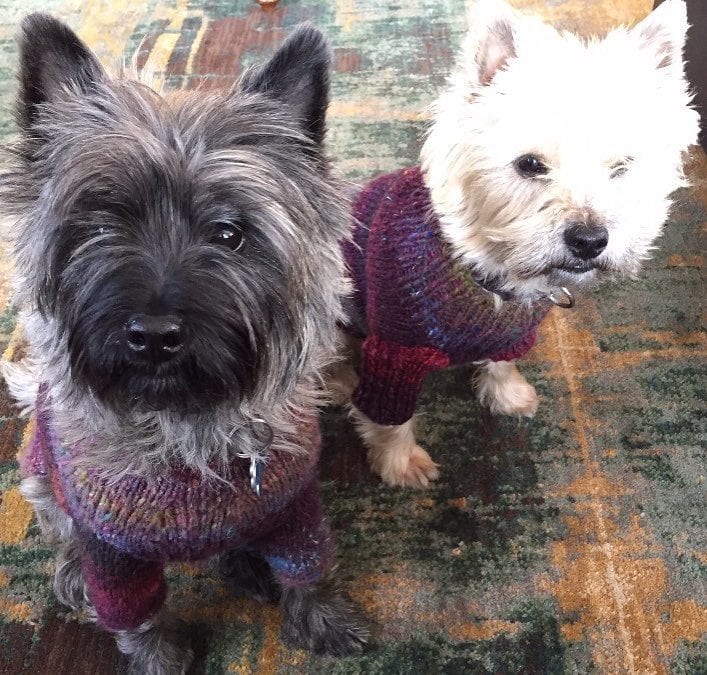 #cairnterrier in custom #knit sweaters. Milo and Kirby. #terrier