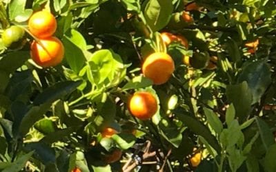 I love the thought of picking fresh #oranges. #fortMeyers #florida