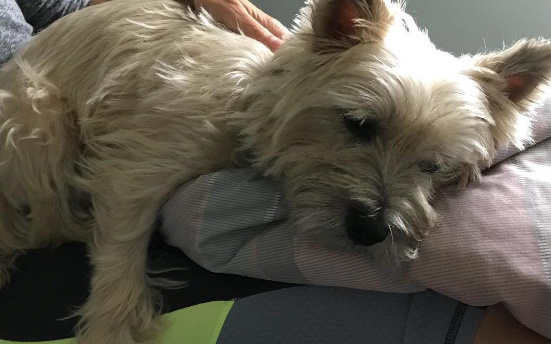 This is one relaxed #reflexology healing puppy. I did a little reflexology on his toes too. Can’t get him off the table. #cairns #holistichealth