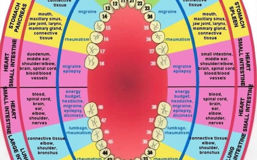 Yes, there is such thing as dental reflexology. Notice which tooth is associated with what glands, organs, body parts and body functions. The next time you have dental work done, where do you feel it in your body. If you want to know how reflexology can help you, call the Healing Place 508-359-6463. #reflexology #dental #dentalreflexology #healing #knowyourbody