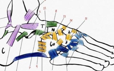 Do You Know What Your Leg Ligament System Does?