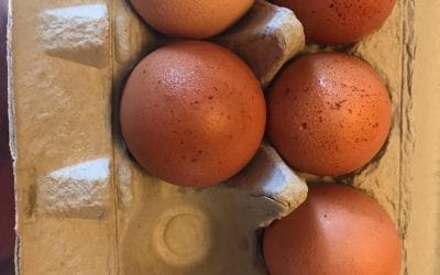 The love of fresh chicken eggs. I love the variation of color, size, yolk color and taste. #eggs #healingplacemedfield #healingplaceenergyschool #cleanfood #medfield