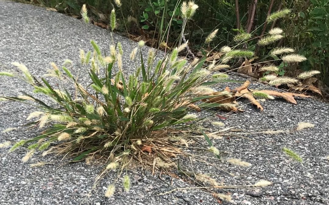 I’m amazed when I see plants growing in the cracks of asphalt. When there is a will, there is a way. #strength #innerstrength #believing #growwithin #journey #healingplacemedfield #healingplaceenergyschool