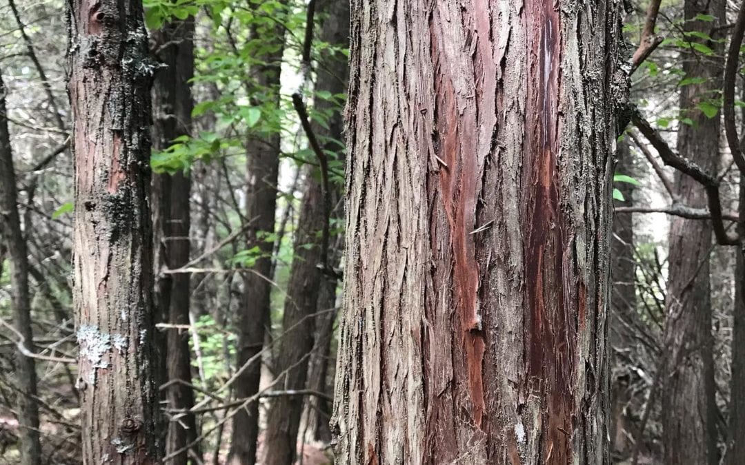 I love the Wisdom of an old tree. Can you feel its energy? Can you hear its messages? I can hear it telling me to slow down. I don’t have to move so fast. Treasure each moment. #treasure #treewisdom #wisewords #natureseekers #healingplacemedfield #healingplaceenergyschool