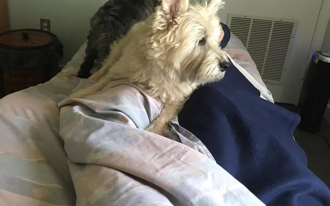 Nothing like canine aid, digestive Reflexology therapy. Puppies are great with children when they come for their reflexology session. #Healingplacemedfield 508.359.6463 #footreflexology #reflexology #digestivehealth #wellness #selfcare #holistichealth #healingjourney #healingplaceenergyschool #bewell