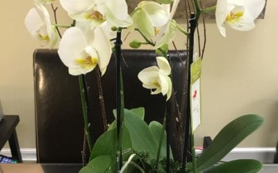 Doing our Best There isn’t anything else other than doing the best we can. If you can accept your best in this moment that is the biggest part of the battle. Could you have done more? Of course you could have! How does it make you feel? Doing is not a solution. Doing is an escape. Can you enjoy what you are doing in this moment w/o judging yourself as good, bad or not enough? Can you settle on “good enough” and give yourself a high five for doing a great job? Inspiration by Helen Chin Lui of the #healingplacemedfield and #healingplaceenergyschool #yourbest #inspirational