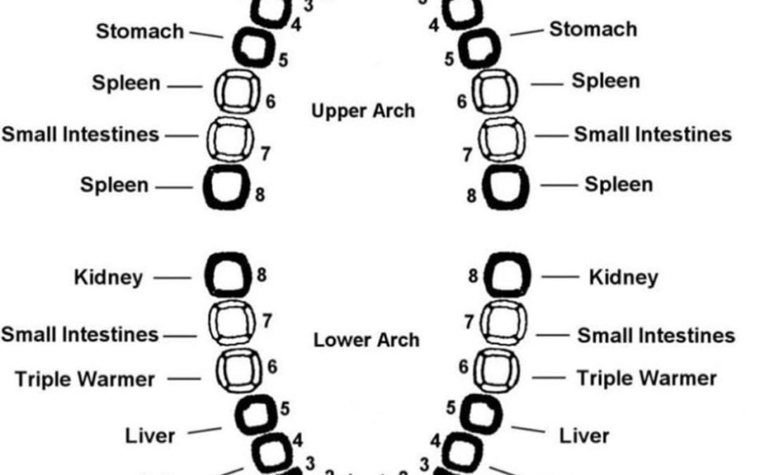 Teeth Reflexology – reflex points associated with each tooth. #teeth #reflexology #dental #wellness