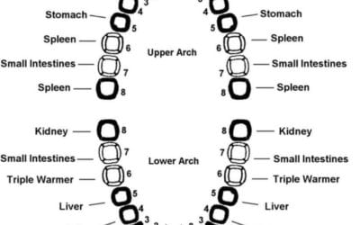 Teeth Reflexology – reflex points associated with each tooth. #teeth #reflexology #dental #wellness