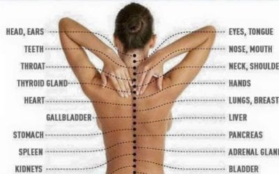 I was taught the spine have 22 sets of nerve ends that are attached to every organ, gland, and body function. Another version is this 24 organ spine map. I’m not too sure what is the cabcum. It be part of the intestines. If you know what it is please share with us. #spine #spinehealth #reflexology #healingplacemedfield #healingplaceenergyschool