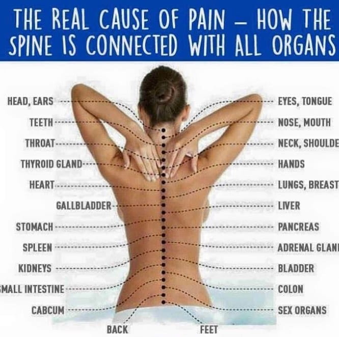 I was taught the spine have 22 sets of nerve ends that are attached to every organ, gland, and body function. Another version is this 24 organ spine map. I’m not too sure what is the cabcum. It be part of the intestines. If you know what it is please share with us. #spine #spinehealth #reflexology #healingplacemedfield #healingplaceenergyschool