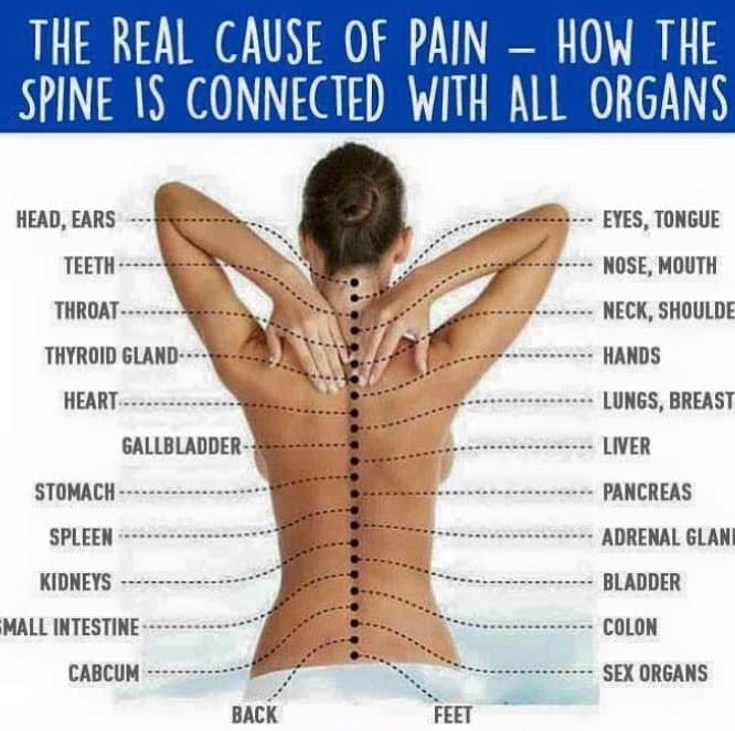 22 Sets of Nerve Endings Located on the Spine