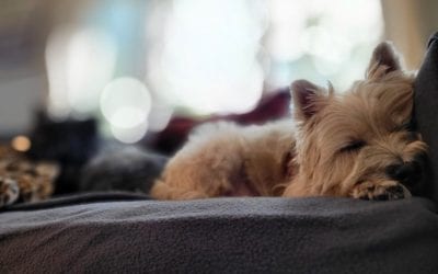 #cairnterrier #dreamland