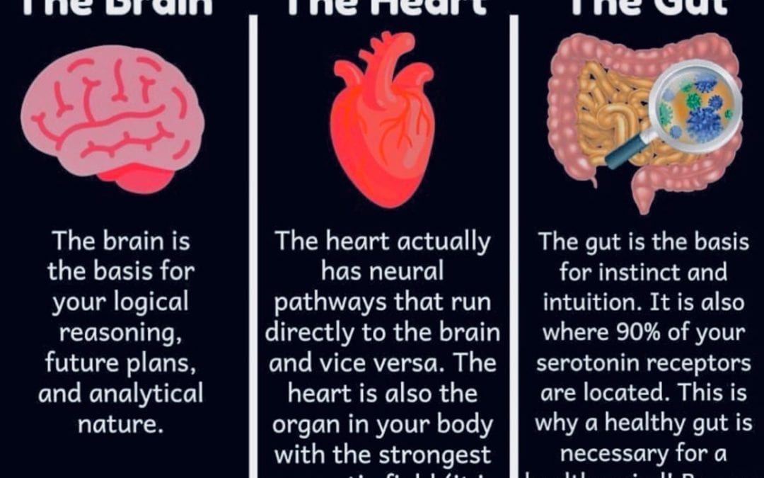 Your 3 #brains and what they do for you everyday #wellness #guthealth #thinker #healingplacemedfield #healingplaceenergyschool