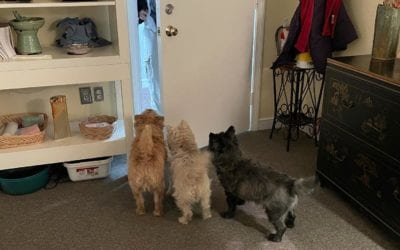 This is how clients are greeted at the #healingplacemedfield.com. Full of #love and #welcoming #thankful #cairnterrier