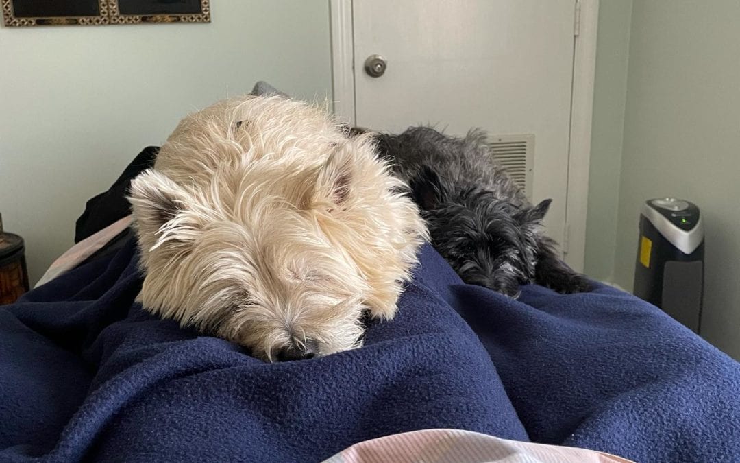 Chronic fatigue Reflexology session with healing puppies. Puppies intensify the reflexology healing. Or more #reflexology benefits #healingplacemedfield #chronicfatigue #chronicfatiguesyndrome #healingjourney