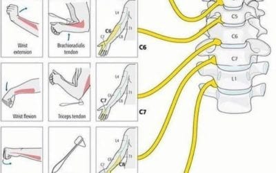 Neck consists of 7 vertebrae bones, from top to bottom, C1, C2, C3, C4, C5, C6, and C7. From the map you can see which limb or function is associated with each cervical vertebrae. After the neck begins the thoracic vertebrae and not the Lumbar vertebrae as indicated on the map. #spine #vertebrae #bonehealth #reflexology #healingplacemedfield #healingplaceenergyschool