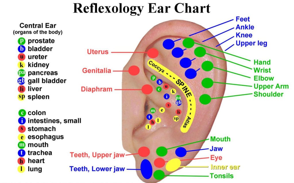 ear reflexology map
