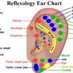 ear reflexology map