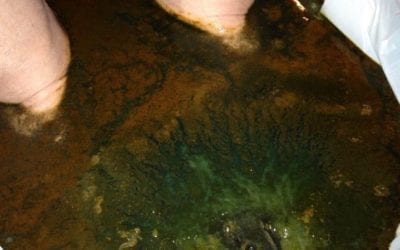 Ionic detox foot bath and healing Respiratory problem This is one of the top 10 detox foot baths. What makes this one of the top 10? The dark color and slime. Toxins releasing from her liver and gallbladder (brownish green water). There is a thick layer of yeast flowing on the surface. The bubbles show that the lymph nodes are working hard to overcome an infection. After the first footbath detox client felt the difference. Normally her respiratory gets reinfected every 4 days. This week she felt normal and no infection. She then went two weeks without an infection. This was the first time in three years she felt like her respiratory system is beginning to heal. Just imagine healing began with 2 detox foot baths and 3 reflexology sessions. If you would like to learn more about healingplacemedfield.com, check us out. 508-359-6463. #reflexology #healing #wellness #respiratory #health #copd #healingplacemedfield #healingplaceenergyschool