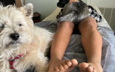 #cairnterrier #reflexology session. A lot of #healing at the #healingplacemedfield