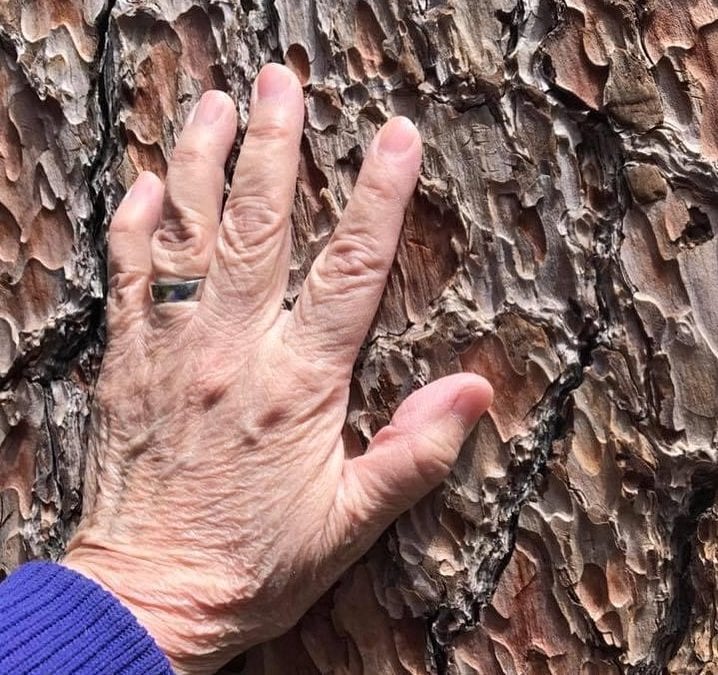 I was blessed to be able sit by a 1000 year tree at Yosemite park years ago. As I laid my hand on the tree I can feel it’s wisdom and calmness. I blessed it and it blessed me. I pray it never gets cuts down. #ancient #wisdom #energy #yosemitenationalpark #healingtouch #healingplaceenergyschool